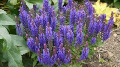 Salvia nemorosa 'Sensation Deep Blue'