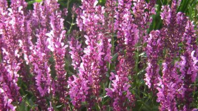 Salvia nemorosa 'Sensation Deep Rose'