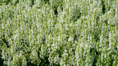 Salvia nemorosa 'Sensation White'