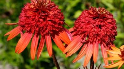 Echinacea purpurea 'Irresistible' ®