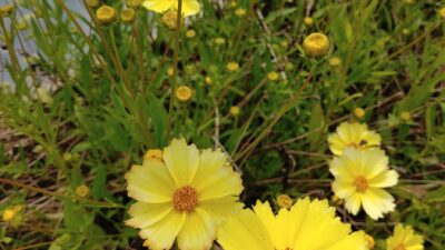Coreopsis x cultorum 'Full Moon' ®