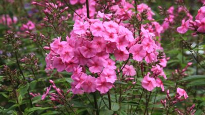 Phlox paniculata 'Winnetou'