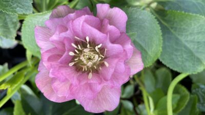 Helleborus x orientalis 'Double Ellen Pink'