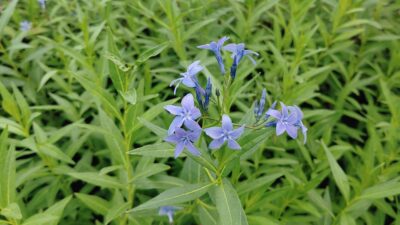 Amsonia orientalis