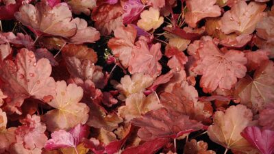 Heuchera micrantha 'Fire Alarm' ®