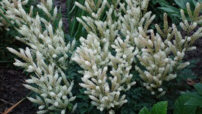 Aruncus aethusifolius 'Bronze'