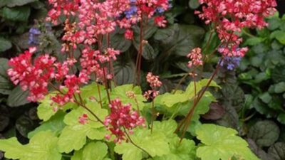 Heuchera Little Cutie 'Sweet Tart' ®