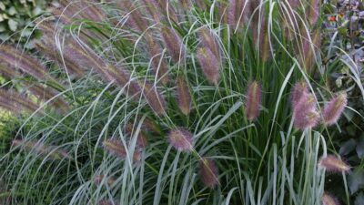 Pennisetum alopecur. 'Black Beauty'