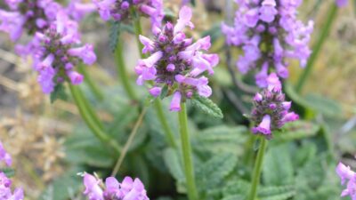 Betonica macrantha 'Ukkie'