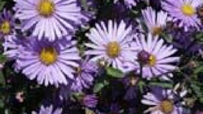 Aster x cultorum 'JS Bart's Blue Beauty' ®