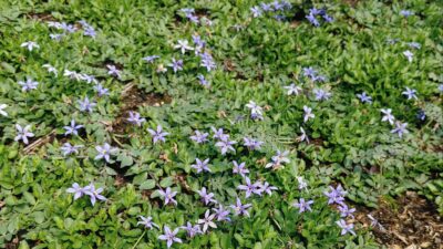 Pratia pedunculata 'Dark Blue'