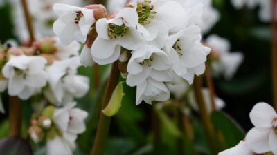 Bergenia cordifolia 'Schneekristall' ®