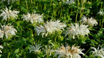Monarda fistulosa 'Bee-Bright' ®