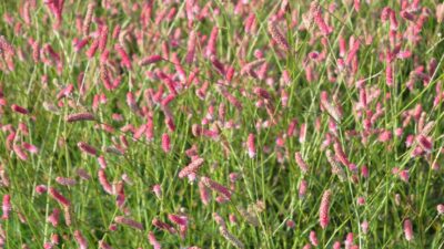 Sanguisorba officinalis 'Rock and Roll'