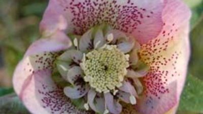 Helleborus x orientalis 'Single Pink Spotted'