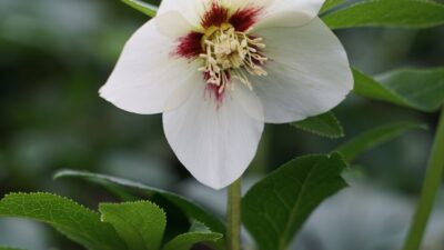 Helleborus x orientalis 'Single White'