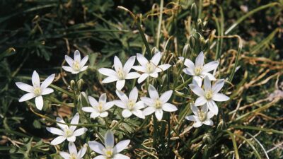 Ornithogalum umbellatum
