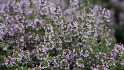 Thymus x citriodorus 'Silver Queen'