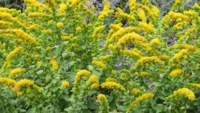 Solidago sphacelata 'Golden Fleece'