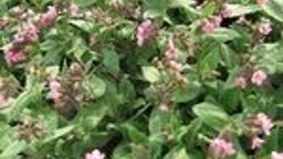 Pulmonaria saccharata 'Pink Dawn'