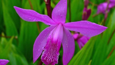 Bletilla striata