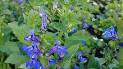 Lobelia siphilitica