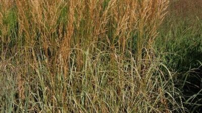 Calamagrostis x acutifl. 'Overdam'