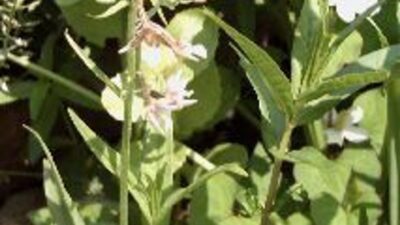 Epipactis palustris
