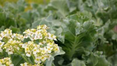 Crambe maritima