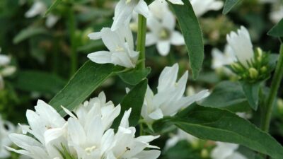 Campanula glomerata 'Alba'