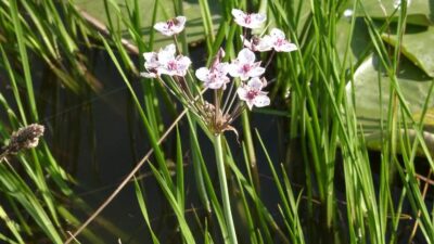 Butomus umbellatus