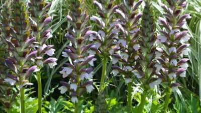 Acanthus mollis