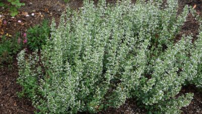 Calamintha nepeta 'Triumphator'