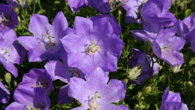 Campanula carpatica 'Blaue Clips'