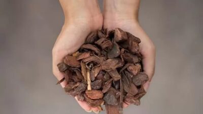 Corthum Piniendekorrinde