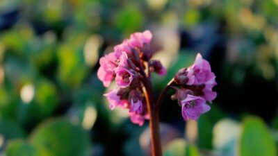 Bergenia cordifolia 'Rotblum'