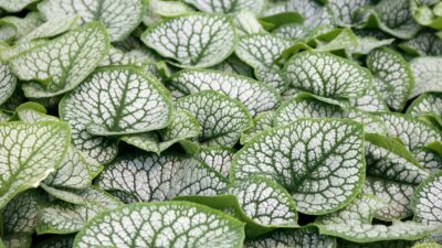 Brunnera macr. 'Jack Frost' ®