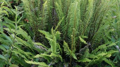Blechnum spicant