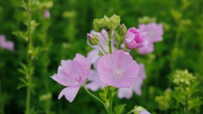 Malva moschata