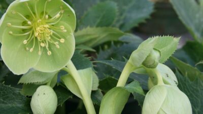 Helleborus argutifolius