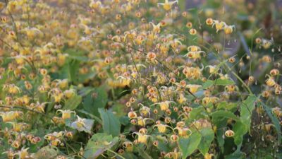 Epimedium x cult. 'Amber Queen'