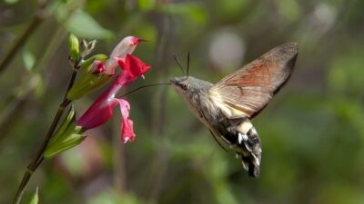 Insekteninsel Paket groß