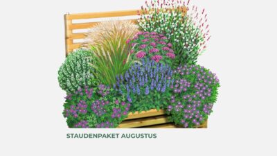 Outbay Staudenpaket Augustus