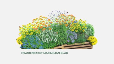 Outbay Staudenpaket Maximilian blau