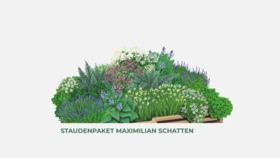 Outbay Staudenpaket Maximilian Schatten