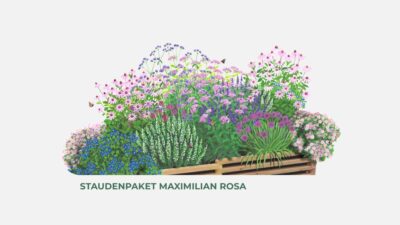 Outbay Staudenpaket Maximilian rosa