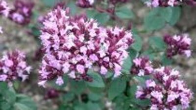 Origanum laevigatum 'Aromatico'