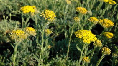 Achillea tomentosa 'Aurea'