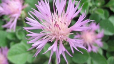 Centaurea bella