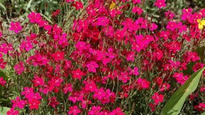 Dianthus deltoides